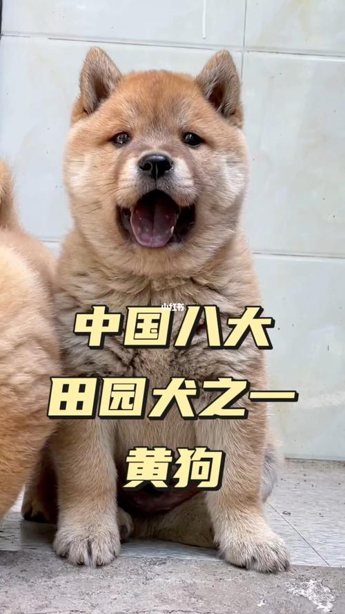 大黄逆袭:田园犬明星闪耀娱乐圈 大黄逆袭:田园犬明星闪耀娱乐圈