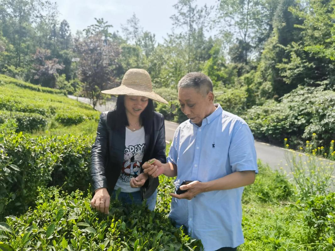 丹丹离职创业直播，销售农产品，与老观众交流获支持