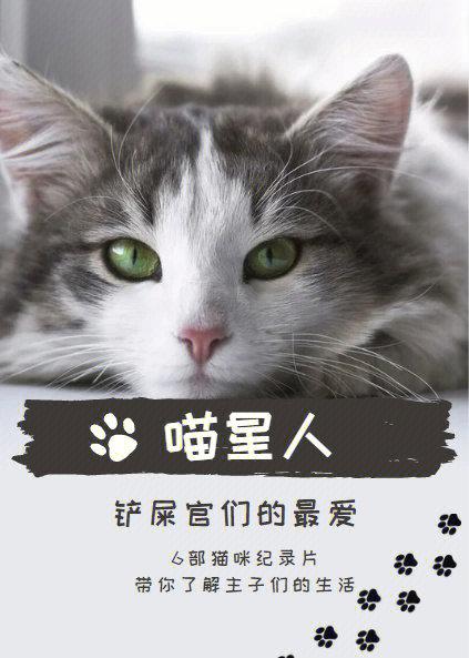 悬疑剧漂白热播，纪录片聚焦猫与悬案书界揭秘